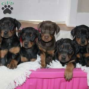 Austin, Doberman Pinscher Puppy
